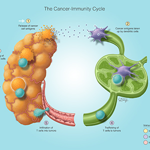 Cancer-Immunity Cycle
