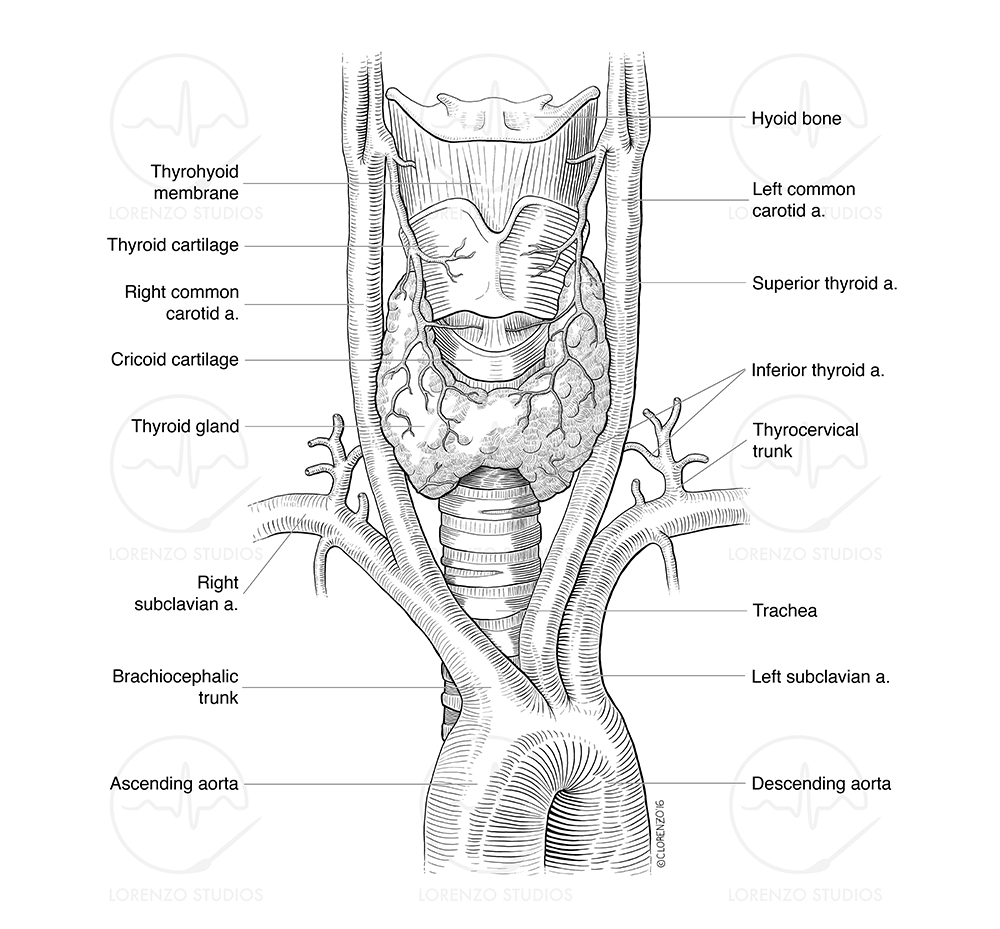 Thyroid Arterial Supply